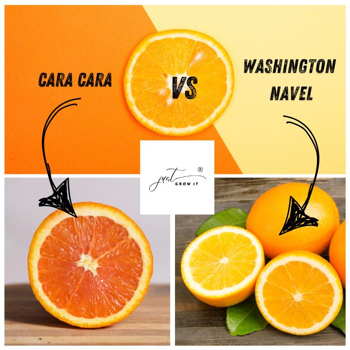 Cara Cara and Washington Navel Oranges