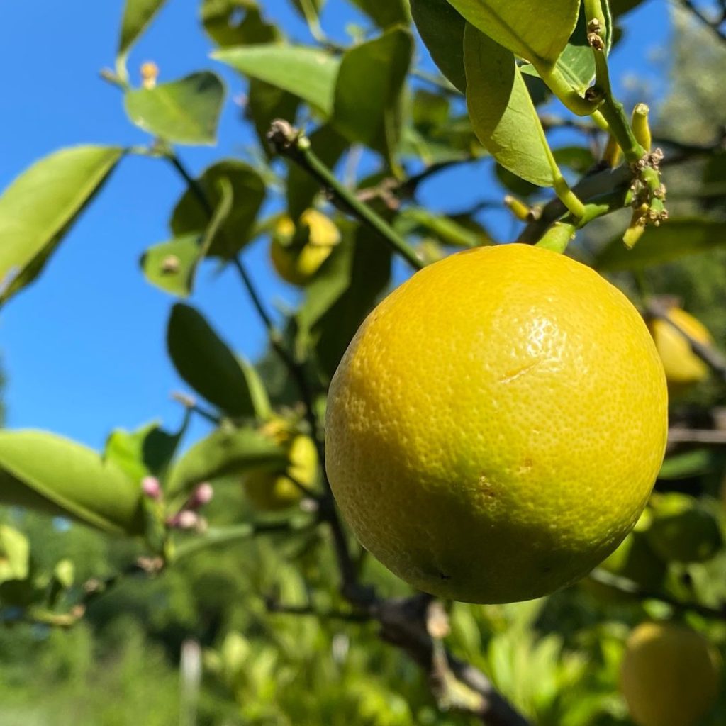 Meyer Lemon