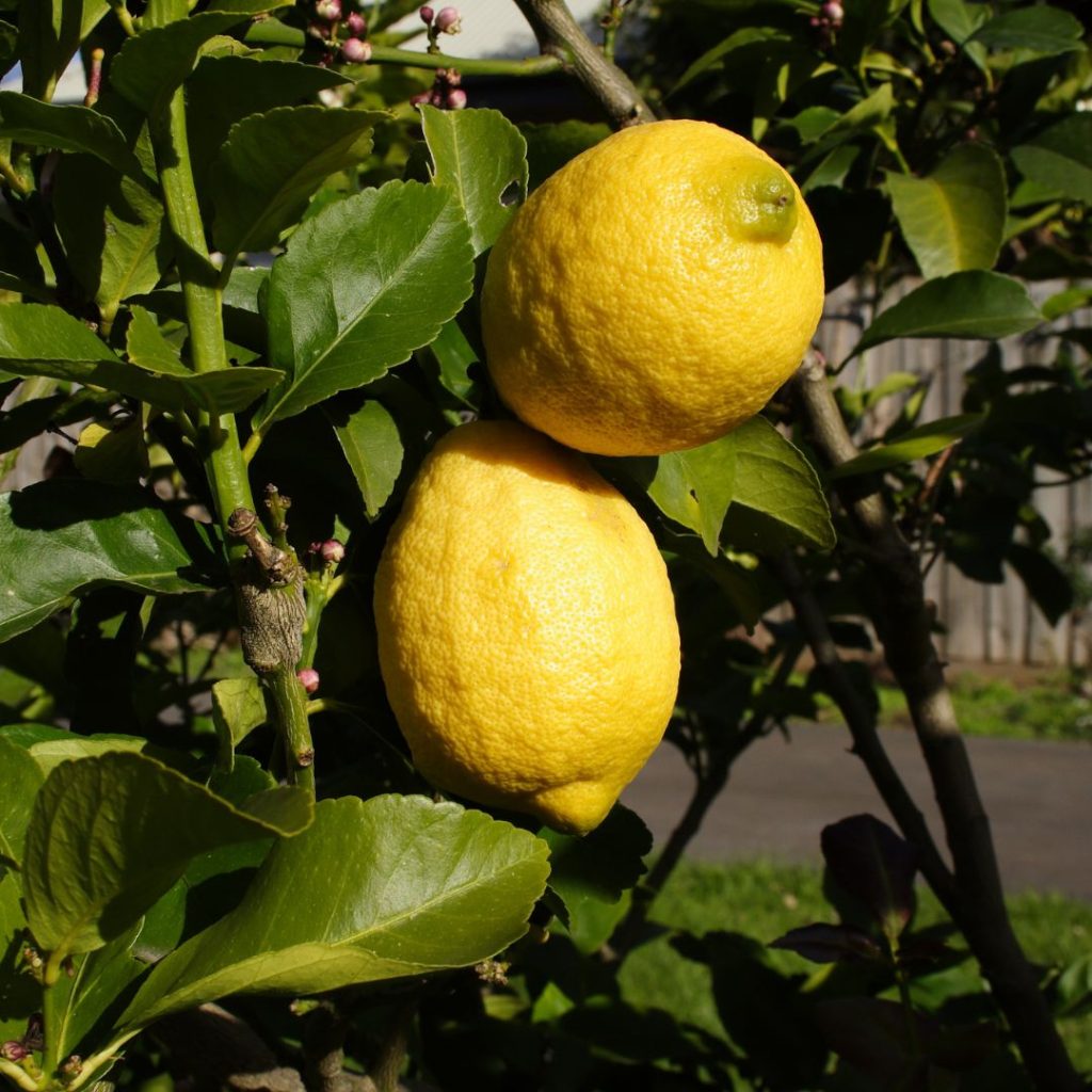 Eureka Lemon