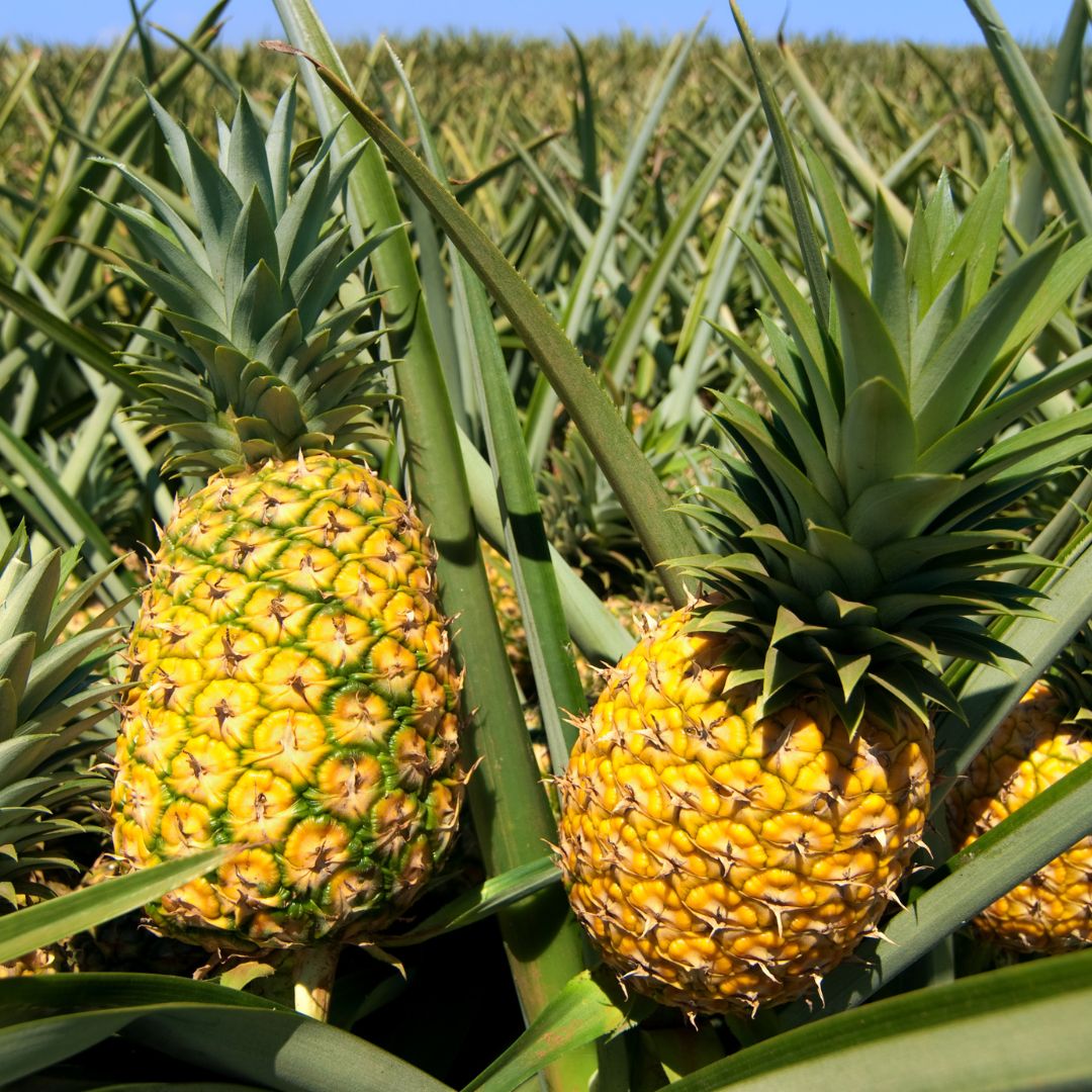 Pineapples: The Juicy Crown Jewel of the Tropics (and Your Garden!)