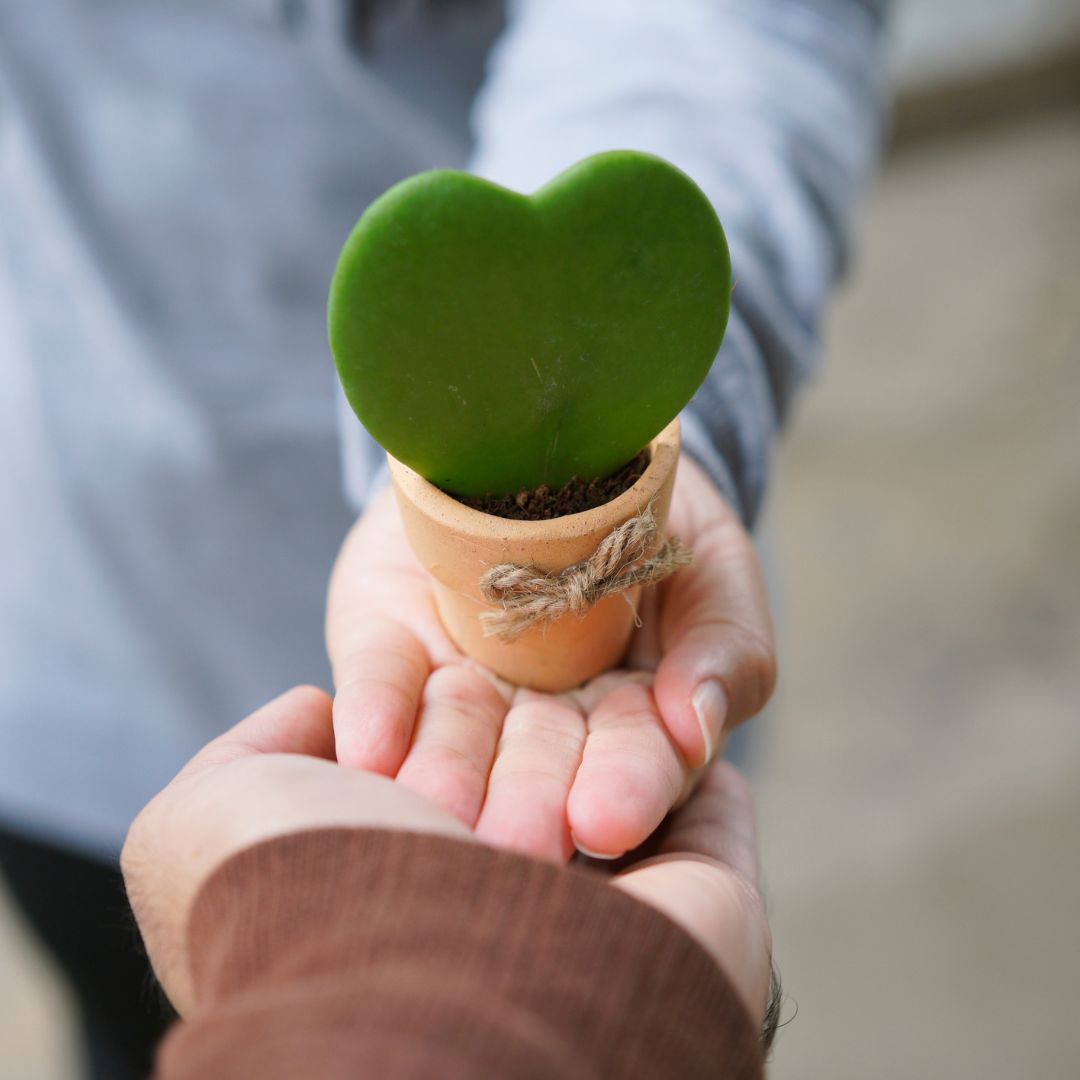 Growing Gratitude: Why Fruit Trees Are the Ultimate Feel-Good Gift for Employees”