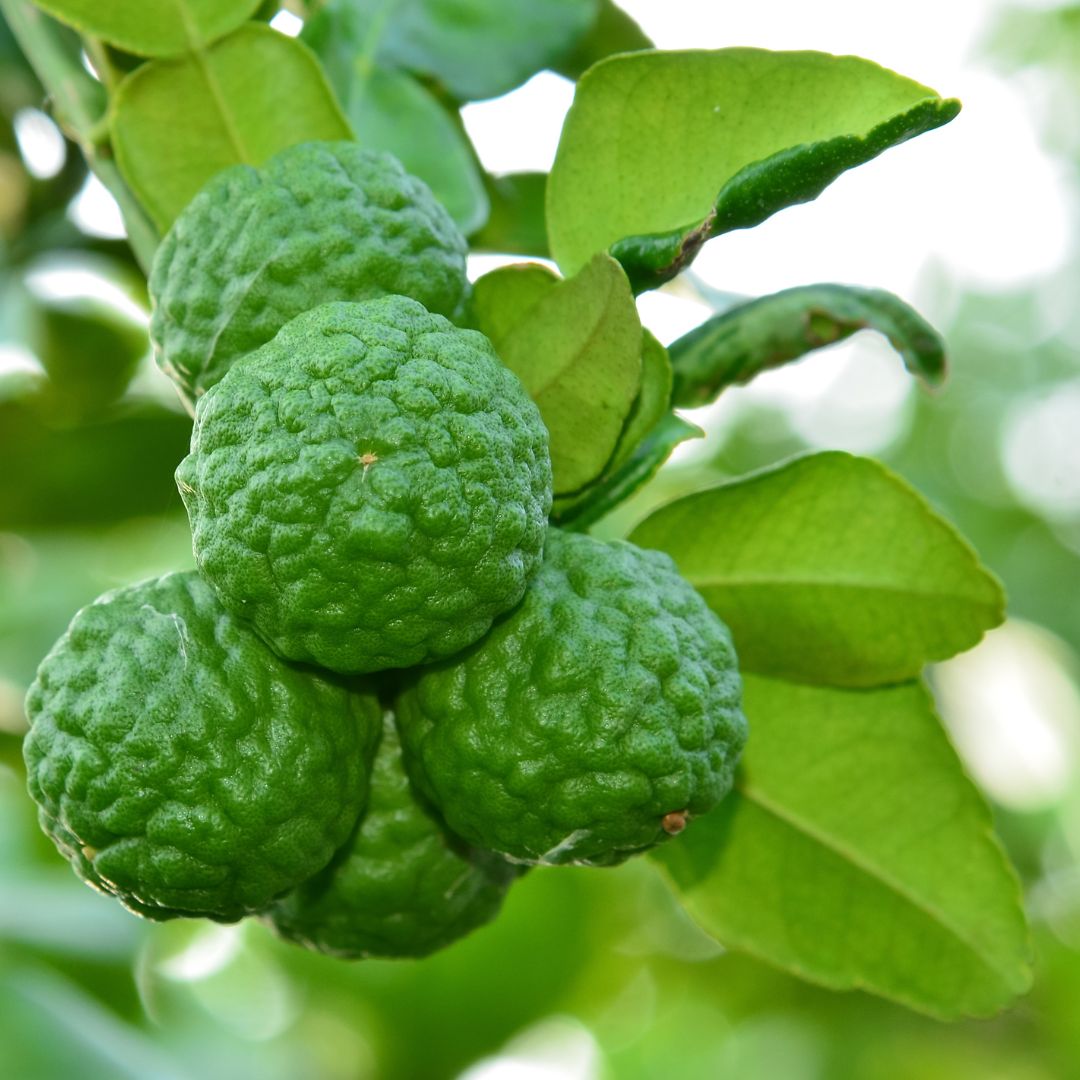 Kaffir Lime: The Fragrant Star of the Citrus World